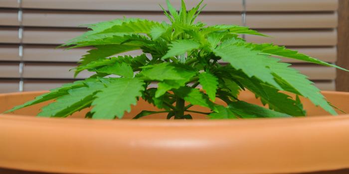 2048x1152 Wikileaf - 15 of the Hardest to Find Strains In The World