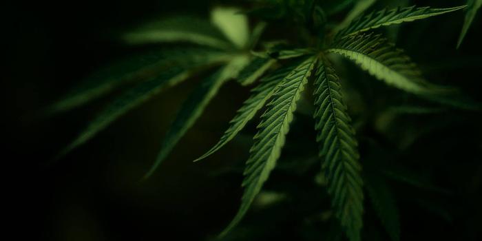 1680x1050 45+] Marijuana Wallpaper Computer on WallpaperSafari