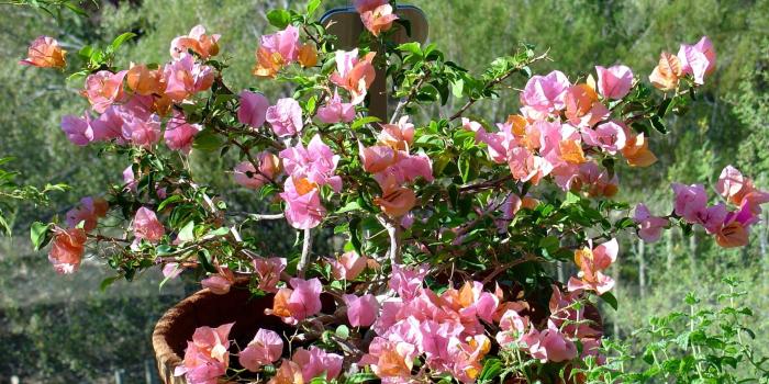 2560x1600 Pot Wallpaper (46+ images)