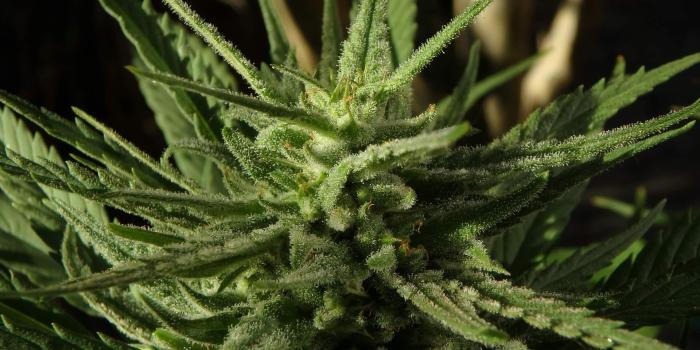 1920x1440 Why PotNetwork Holding may be the niche cannabis stock you've been