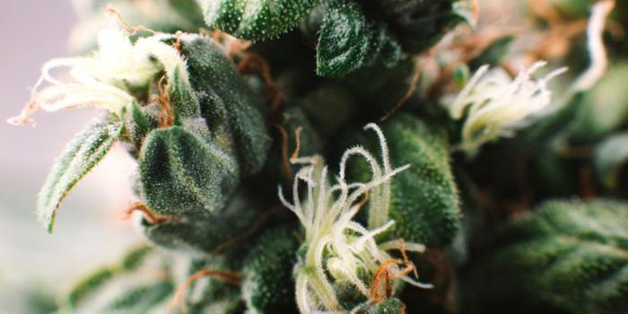 1024x768 Cannabis Anatomy 101 - Parts of the plant – WeedSeedShop