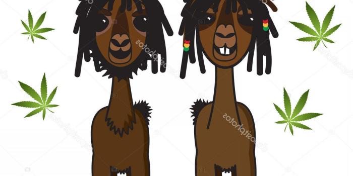 1920x2040 Rasta Vector Graphics | SOIDERGI