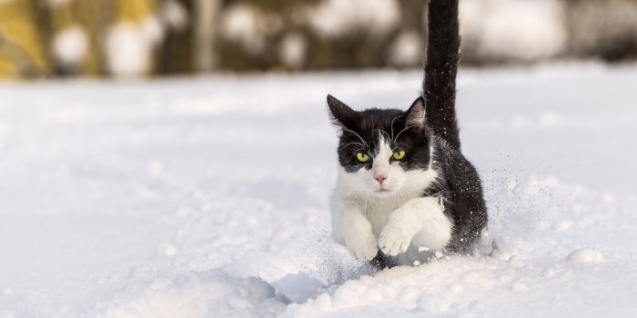 1920x1200 Snow Cats ❤ 4K HD Desktop Wallpaper for 4K Ultra HD TV • Tablet