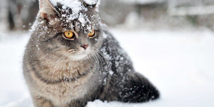 2560x1600 Cat in the snow wallpaper - Animal wallpapers - #27583 | kittens