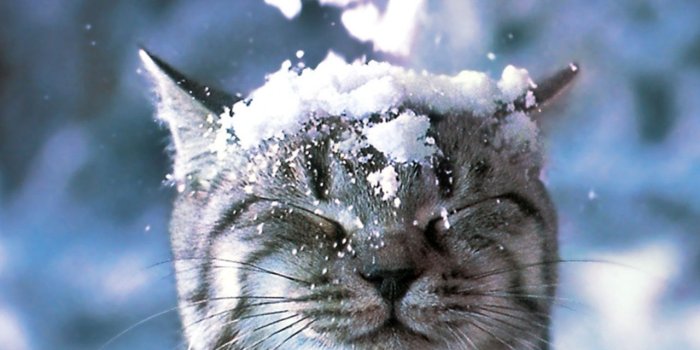 1280x1024 Cat in the Snow Wallpaper - Cats Wallpaper (28363007) - Fanpop