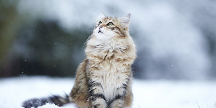 1920x1200 Cats Category - Cat In Snow (#479398) - HD Wallpaper Download