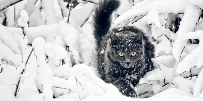 2560x1600 44+] Cats in Snow Wallpaper on WallpaperSafari