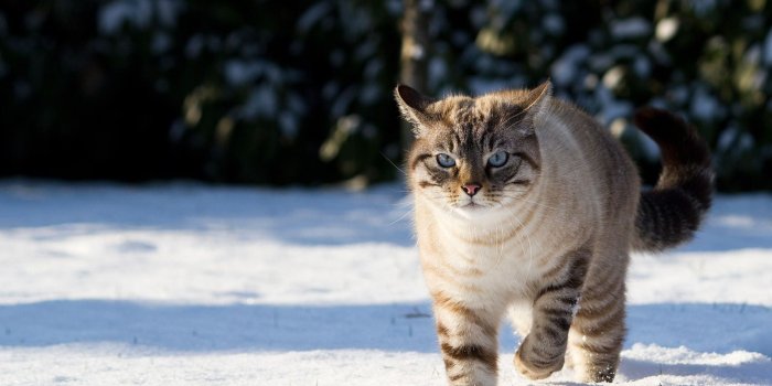 1920x1200 Short-fur brown cat, cat, snow HD wallpaper | Wallpaper Flare