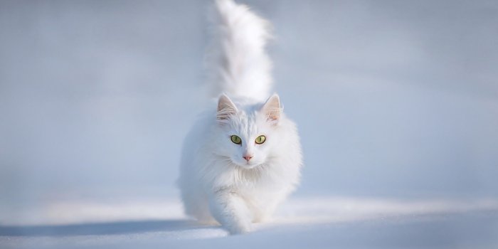 1920x1080 Some Top Unusual Cat Breeds on Earth | Types Of Cats | White cats