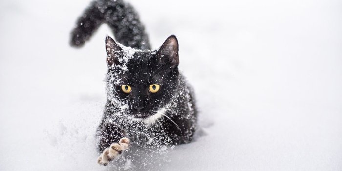 1280x720 Wallpaper cat Black Paws Snow Animals