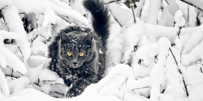 2560x1600 2927744 cat snow wallpaper and background | Animal | Tokkoro.com
