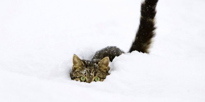 1920x1200 Cat In Snow Wallpaper | 1920x1200 | ID:24305
