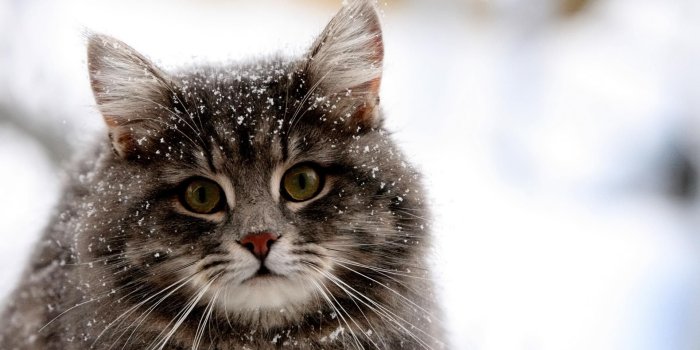 1920x1080 animals, Cat, Snow Wallpapers HD / Desktop and Mobile Backgrounds