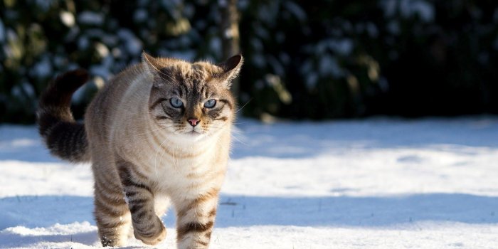 1600x1000 Winter wallpaper with cat in the snow ~ Trends Wallpaper