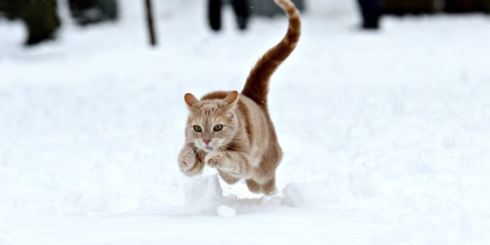 2401x1483 Running orange Tabby cat on snow, wild cat HD wallpaper | Wallpaper