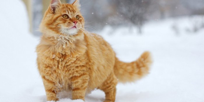 1920x1080 Cat Wallpapers - Purrfect Love