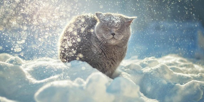 1920x1080 Snow falls on the head of a cat wallpapers and images - wallpapers