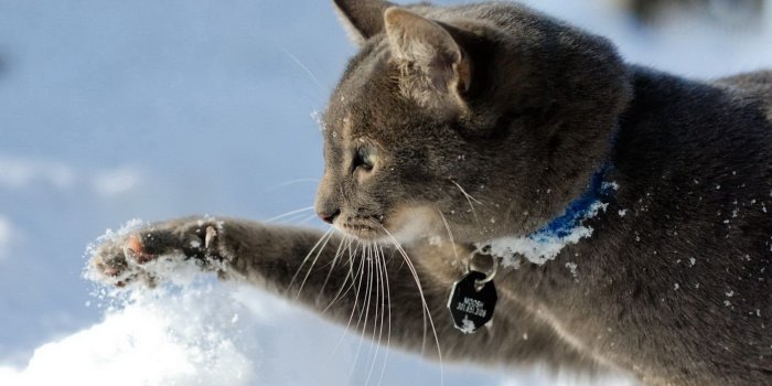 1920x1200 hd cat snow winter mood hd resolution wallpaper Car Pictures