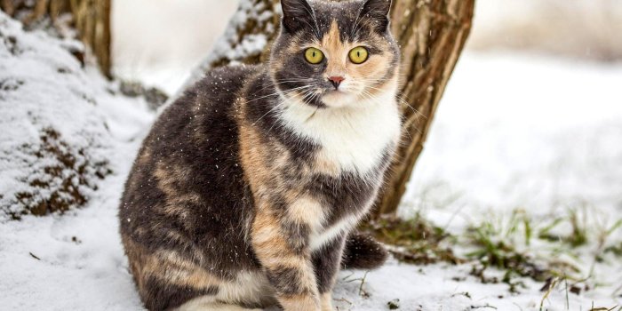 1920x1200 Cat in snow wallpaper - Animal wallpapers - #42111