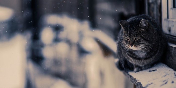 1332x850 Wallpaper Photo, Snow, Cat, Snow, Wallpaper, Cat, The Wallpapers