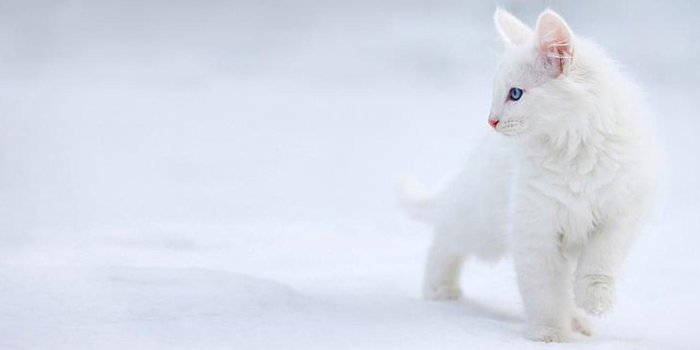 1440x900 Beautiful Cat Wallpapers HD Pictures – One HD Wallpaper Pictures