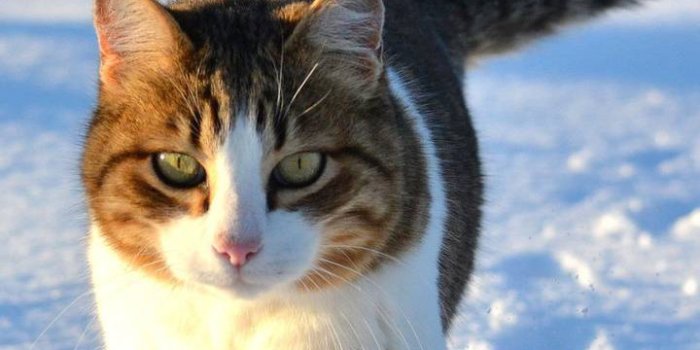 720x1280 Cat in the snow Wallpaper by Jegeccskeee - ec - Free on ZEDGE™