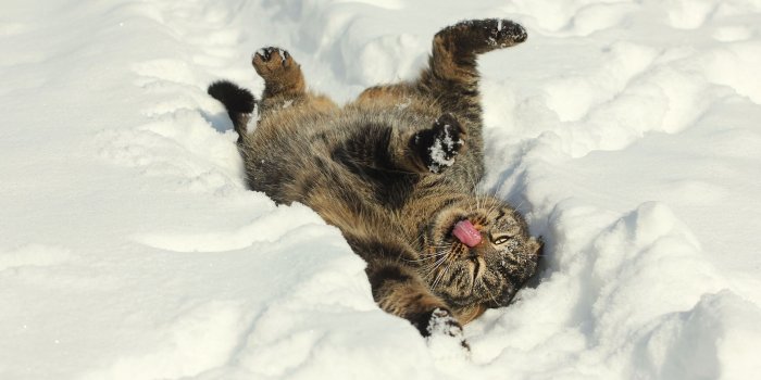 2048x1280 39+] Winter Cat Wallpaper on WallpaperSafari