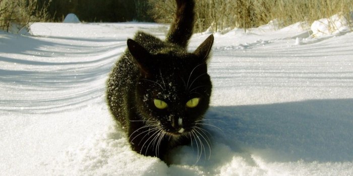 1280x804 Black Cat in the Snow wallpapers | Black Cat in the Snow stock photos
