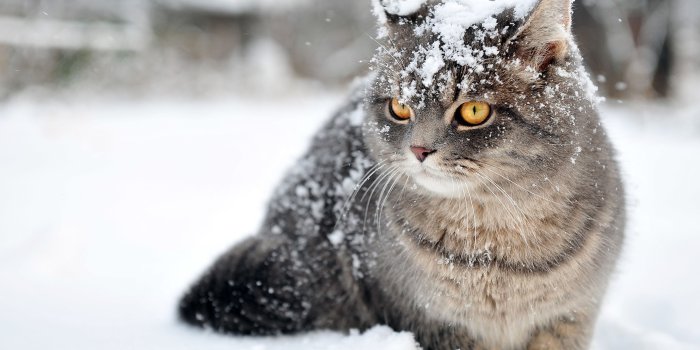 2880x1800 Cute cat in snow wallpaper | 2880x1800 | #12566
