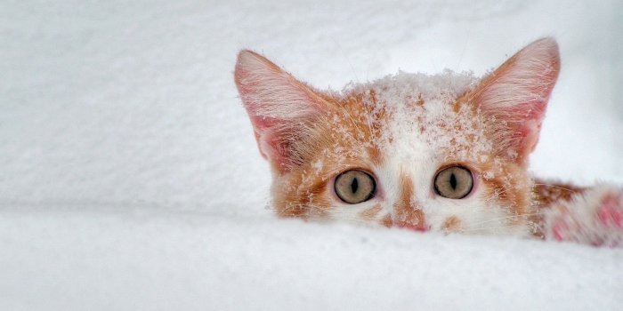 1920x1200 Cat Snow Scary #6964458