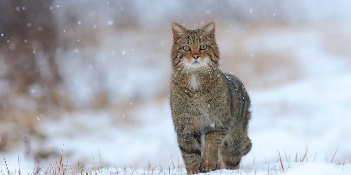 2560x1440 Wallpaper Wild cat, snow, winter, grass 2560x1440 QHD Picture, Image