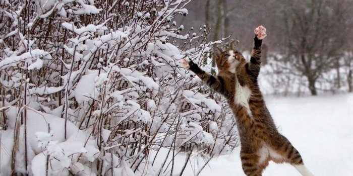 1280x800 Cat Wallpaper 082 - Desktop Wallpapers HD Free Backgrounds Desktop