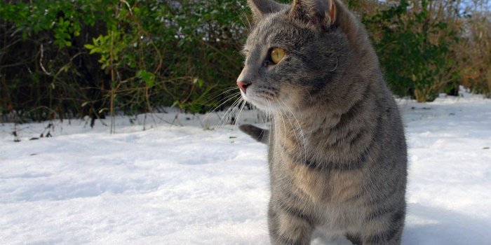 1920x1200 Gray cat in snow wallpaper - Animal wallpapers - #45105