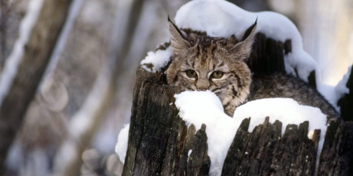 1600x1200 50+ Winter Kitten Desktop Wallpapers - Download at WallpaperBro