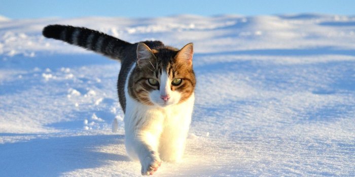 1920x1080 Cat walking in the snow wallpapers | Freshwallpapers