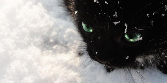 1280x1024 Black And White Winter Snow Cats Cat Wallpapers Desktop Background