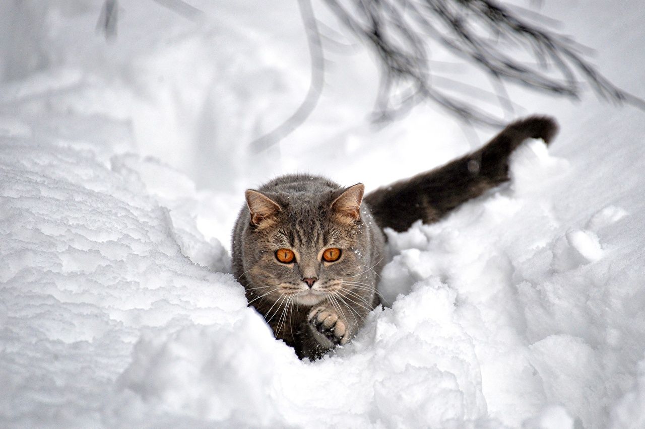 1280x852 Wallpaper cat Grey Snow Animals