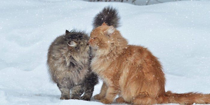 2560x1600 Download wallpaper 2560x1600 cats, couple, snow, winter, kiss