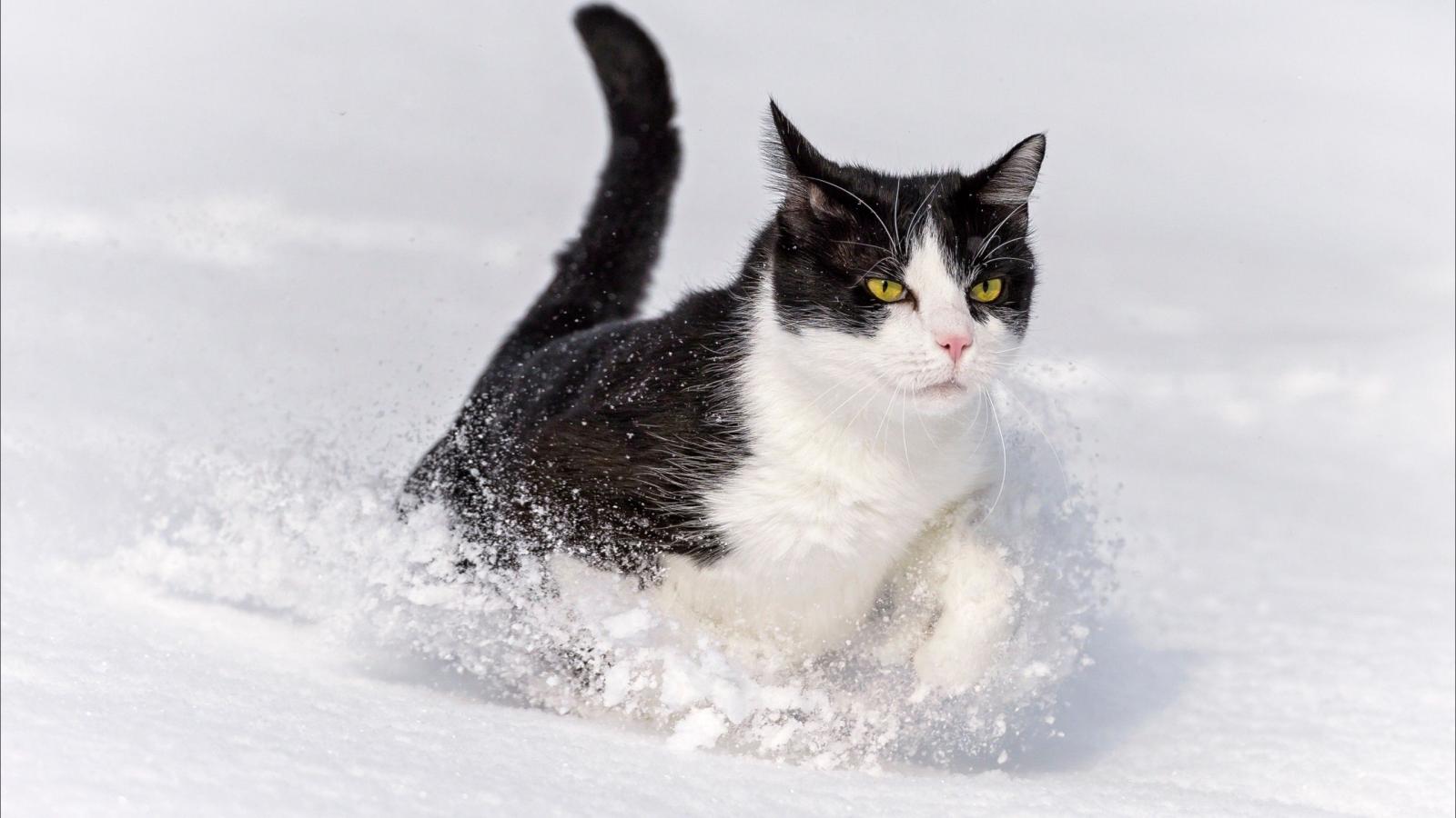 2560x1440 cat, winter, snow, nature :: Wallpapers