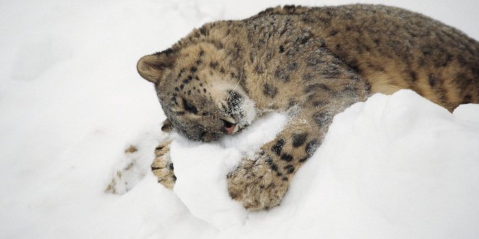 1920x1200 Cute Winter Animal Wallpapers - Top Free Cute Winter Animal