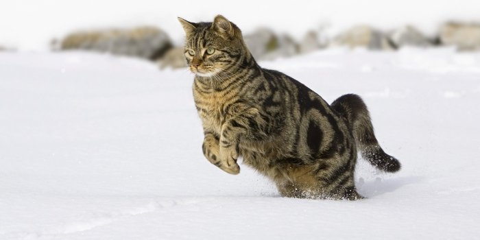 2560x1600 Bengal Cat Wallpaper ·① WallpaperTag