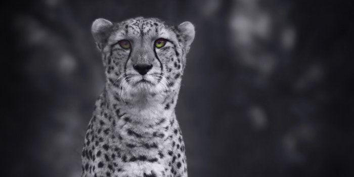 2560x1600 Big Cats, Cheetah, Big Cat, Cat, Snow Leopard MacBook Pro 13