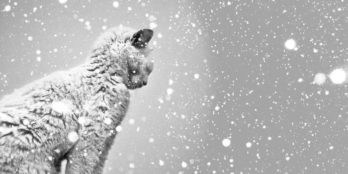 1900x1080 Cat Wallpaper and Background Image | 1900x1080 | ID:442068