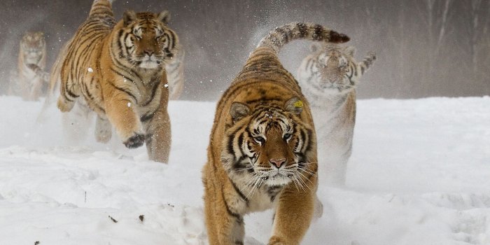 2500x1600 2873884 nature landscape siberian tiger running animals big cats