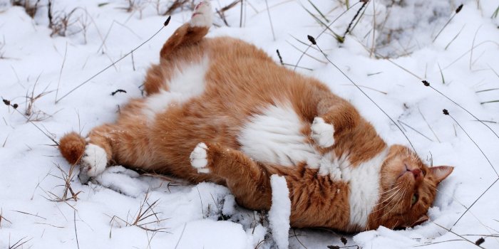 2048x1260 animals, Cat, Snow, Winter Wallpapers HD / Desktop and Mobile