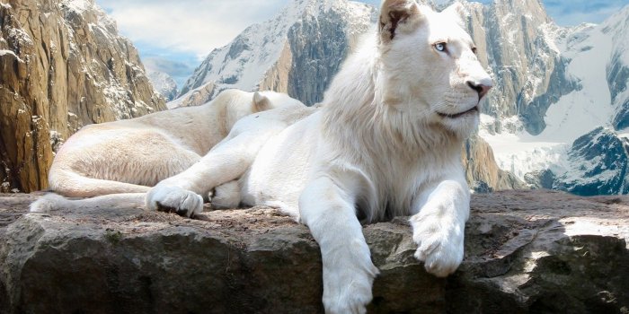 1920x1080 mountains, Snow, Cats, Animals, Feline, Lions, White, Lions 4K HD