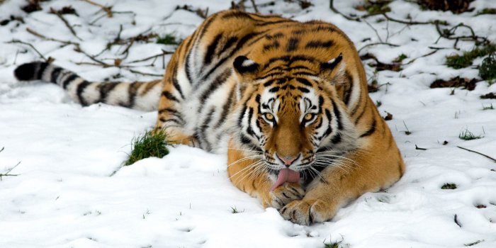 2880x1800 Download 2880x1800 Tiger, Lying Down, Predator, Big Cats, Snow
