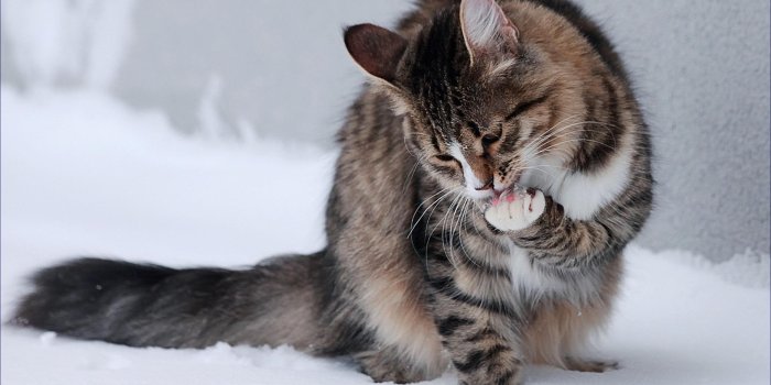 1920x1200 Winter Snow Cats Animals Outdoors Kittens Tv Shows Images wallpaper