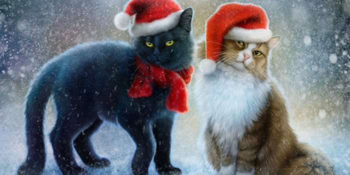 1920x1200 Christmas Cats Winter Snow Red Caps Hd Wallpapers 1920 1200