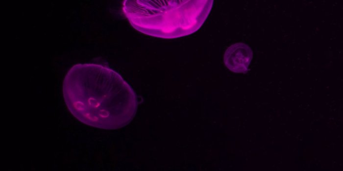 1440x2560 Download wallpaper 1440x2560 jellyfish, glow, purple, dark